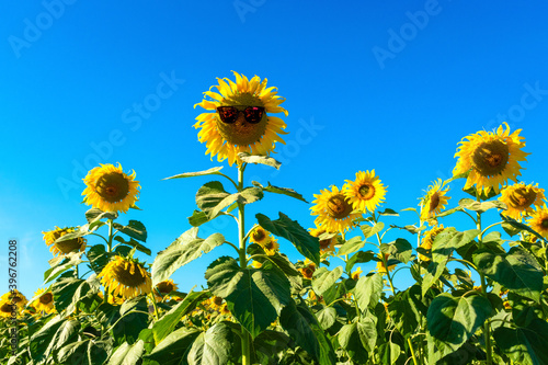 sunflower field