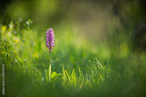Orchis militaris. Orchid. Nature of the Czech Republic. Wild nature. Plant in the forest. Beautiful picture. Nature photography. Moravia. The White Carpathians.