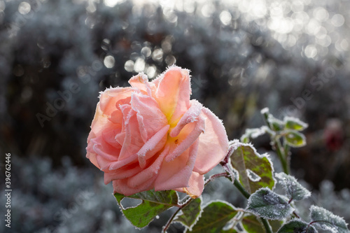 vereiste Rose im Winter 
