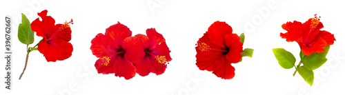 Set of tropical hibiscus flowers on white.
