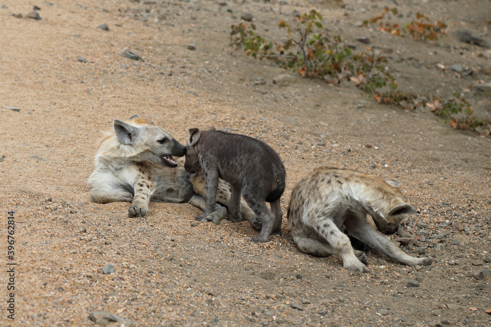 Tüpfelhyäne / Spotted Hyaena / Crocuta crocuta. Tüpfelhyäne / Spotted Hyaena / Crocuta crocuta.