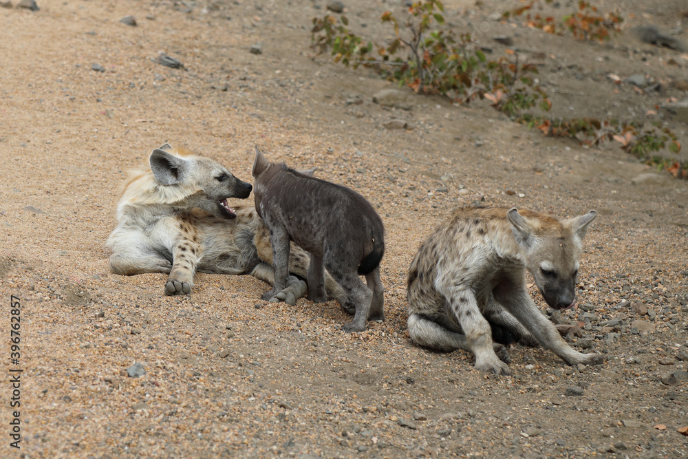 Tüpfelhyäne / Spotted Hyaena / Crocuta crocuta. Tüpfelhyäne / Spotted Hyaena / Crocuta crocuta.