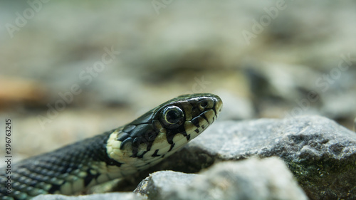 Head of the grass snake with a big eye