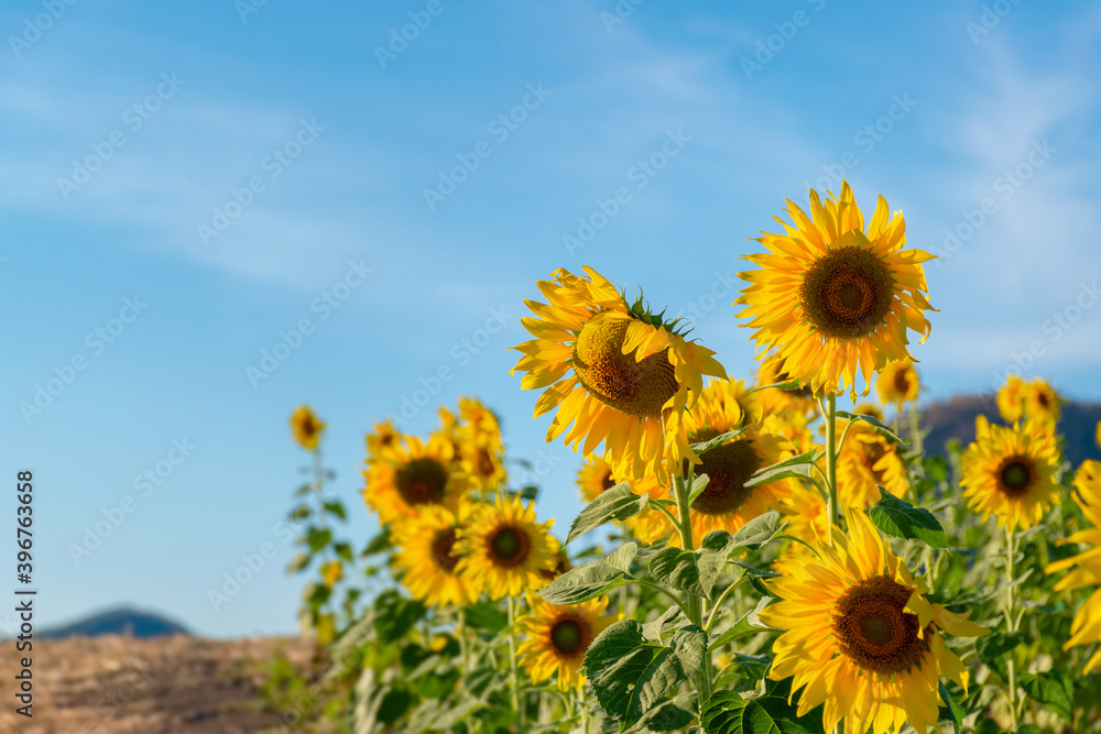 sunflower field