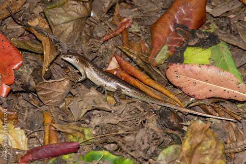 Wright's Skink, Wright's Mabuya (Trachylepis wrightii) lizard in the Fregate Island. Seychelles