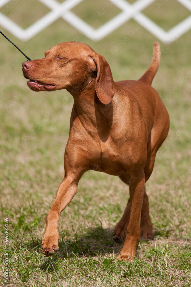 Vizsla eyes closed