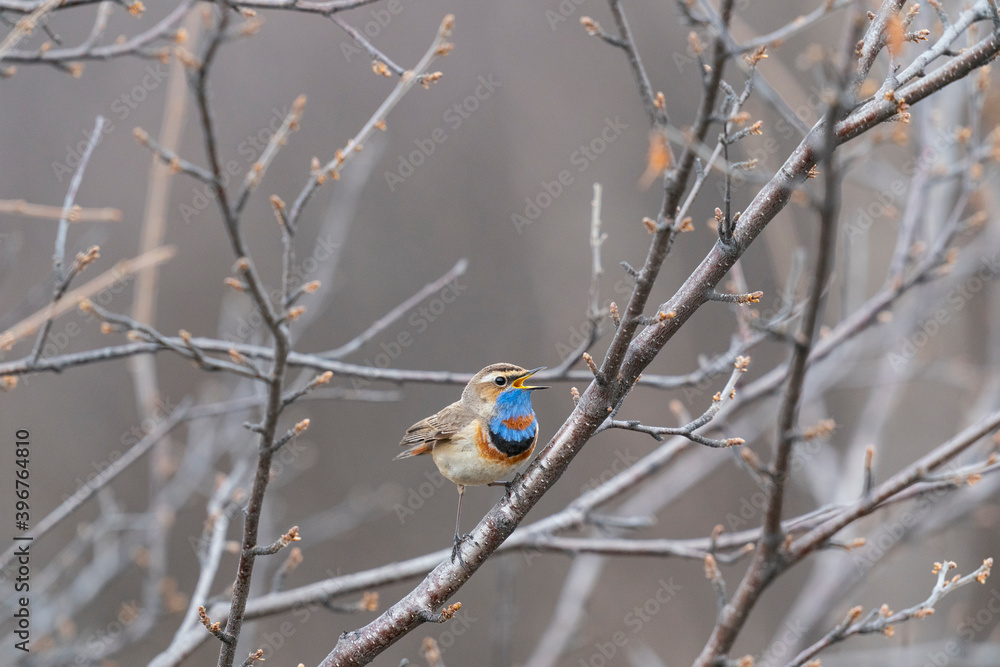 The bluethroat (Luscinia svecica) The bluethroat (Luscinia svecica)
