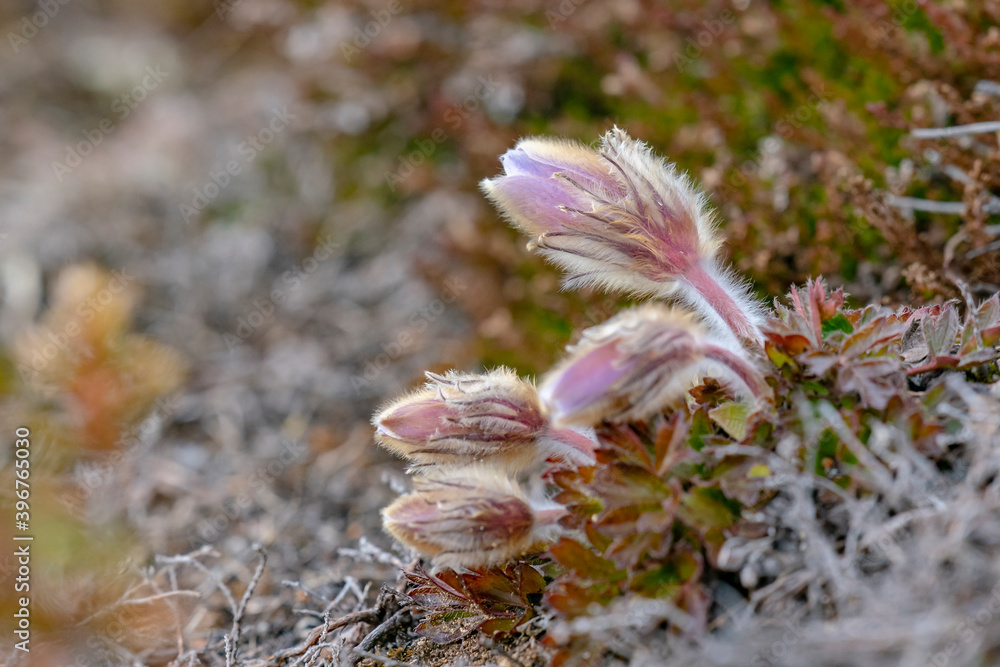 Lady of the Snows (Pulsatilla vernalis) Lady of the Snows (Pulsatilla vernalis)