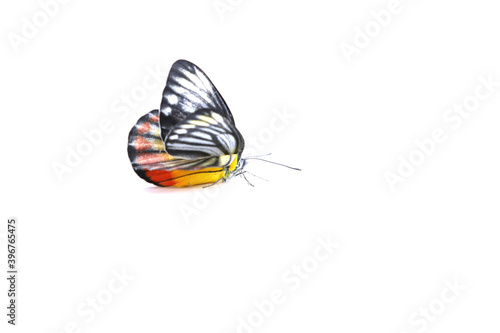Monarch butterflies in orange and many colors are naturally beautiful on white background.
