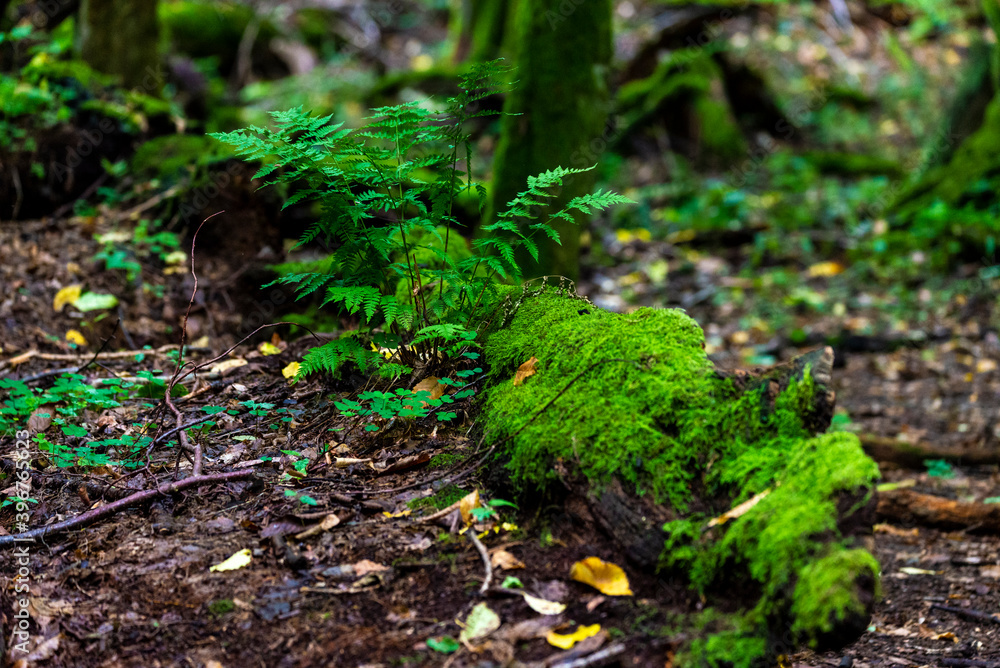 Inside Bialowieski National Park, untouched by human hand, fern Inside Bialowieski National Park, untouched by human hand, fern