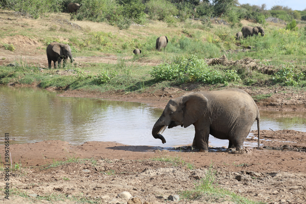 Afrikanischer Elefant im Olifants River / African elephant in Olifants River / Loxodonta africana.