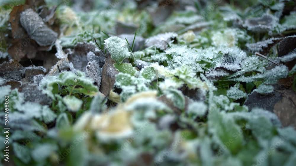 Beautiful frozen field ground grass first frost freezing nature. close-up 4k handheld footage Beautiful frozen field ground grass first frost freezing nature. close-up 4k handheld footage
