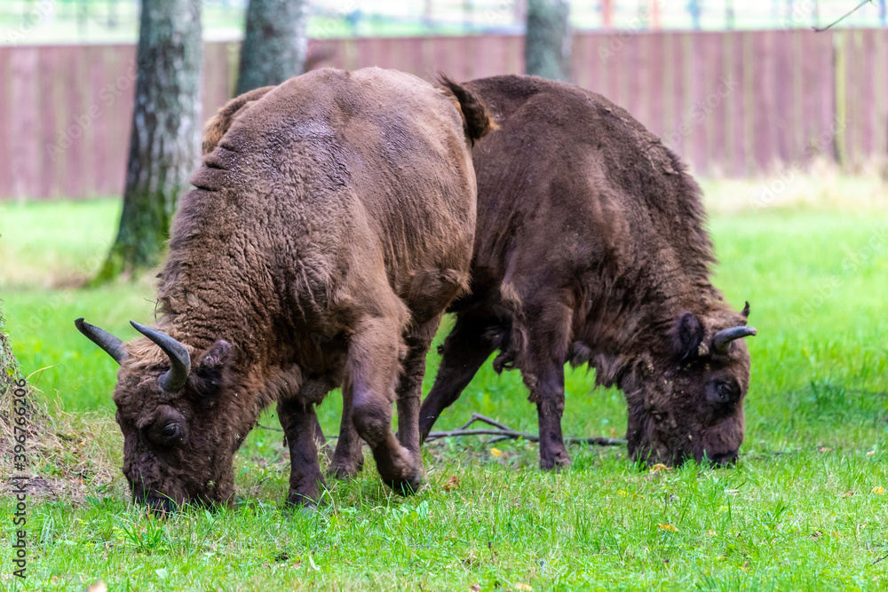 Inside Bialowieski National Park, untouched by human hand Inside Bialowieski National Park, untouched by human hand