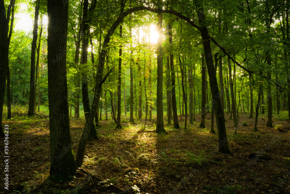 Sunshine and shadows in a beautiful green fabulous forest