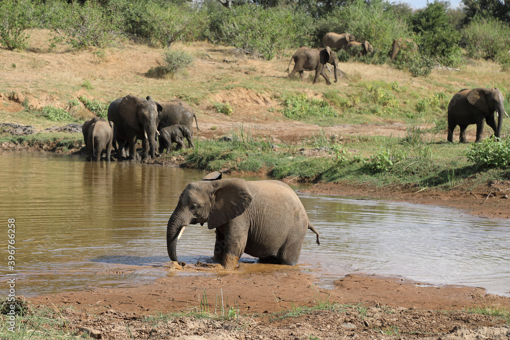 Afrikanischer Elefant im Olifants River / African elephant in Olifants River / Loxodonta africana.