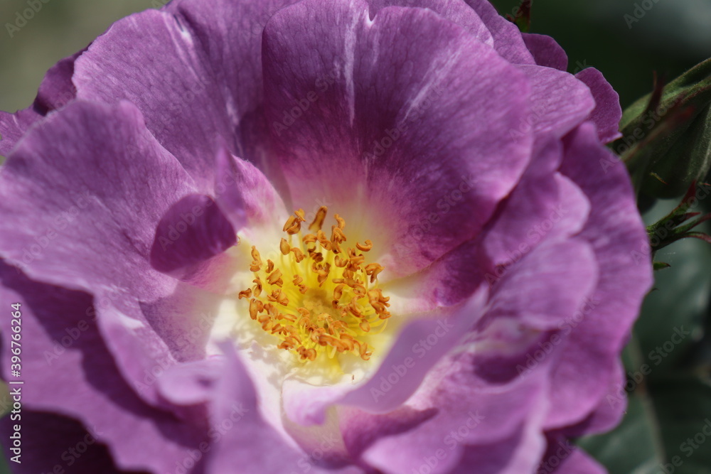Colorful purple flower with bee in top view shot. Honey bee collecting pollen at purple rose. Bees eating nectar deliciously in purple flower of the peaceful morning Colorful purple flower with bee in top view shot. Honey bee collecting pollen at purple rose. Bees eating nectar deliciously in purple flower of the peaceful morning