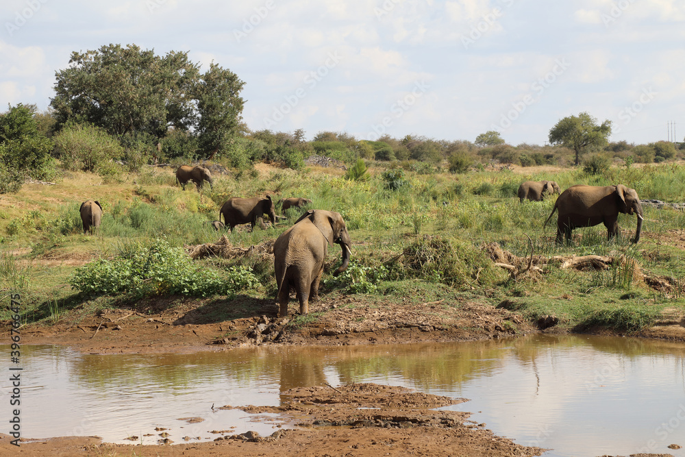 Afrikanischer Elefant am Olifants River / African elephant at Olifants River / Loxodonta africana. Afrikanischer Elefant am Olifants River / African elephant at Olifants River / Loxodonta africana.