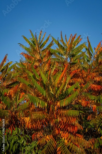 Autumn coloration of Rhus typhina (Staghorn sumac, Anacardiaceae). Blurred background. Selective focus. Close-up. Red, orange, yellow and green sumac leaves. Natural texture pattern background