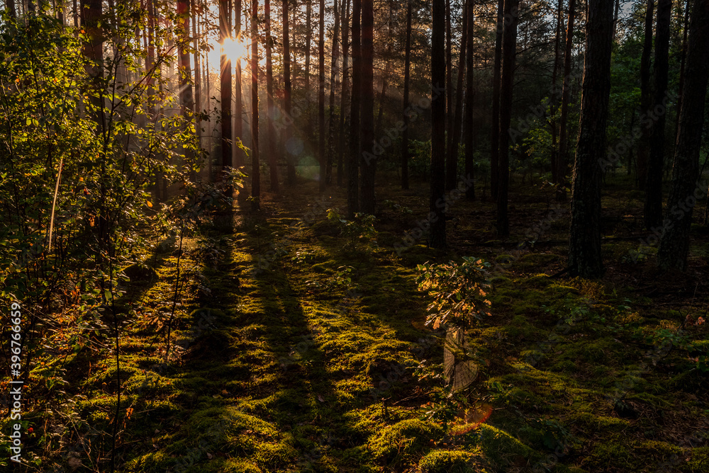 Obraz premium Sun rays over the trees and the meadow