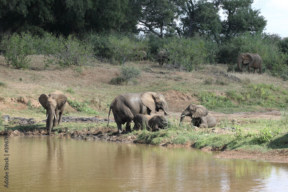 Afrikanischer Elefant am Olifants River / African elephant at Olifants River / Loxodonta africana. Afrikanischer Elefant am Olifants River / African elephant at Olifants River / Loxodonta africana.