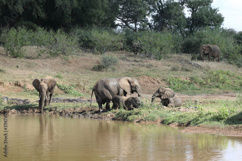 Afrikanischer Elefant am Olifants River   African elephant at Olifants River   Loxodonta africana.