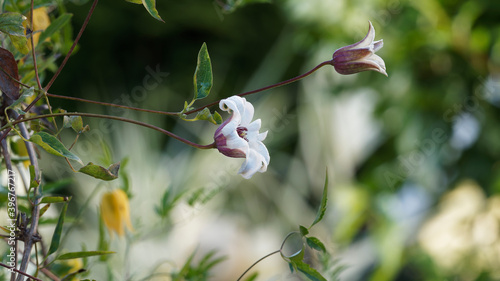 Clematis texensis 'Princess Kate' - Texas-Waldrebe 'Princess Kate' oder Tulpen-Clematis. Kletterpflanze mit weiß blühend, rot-lila farbener Haube und roten Staubgefäßen photo