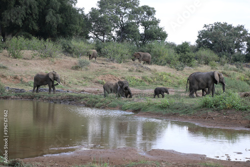 Afrikanischer Elefant am Olifants River / African elephant at Olifants River / Loxodonta africana. © Ludwig