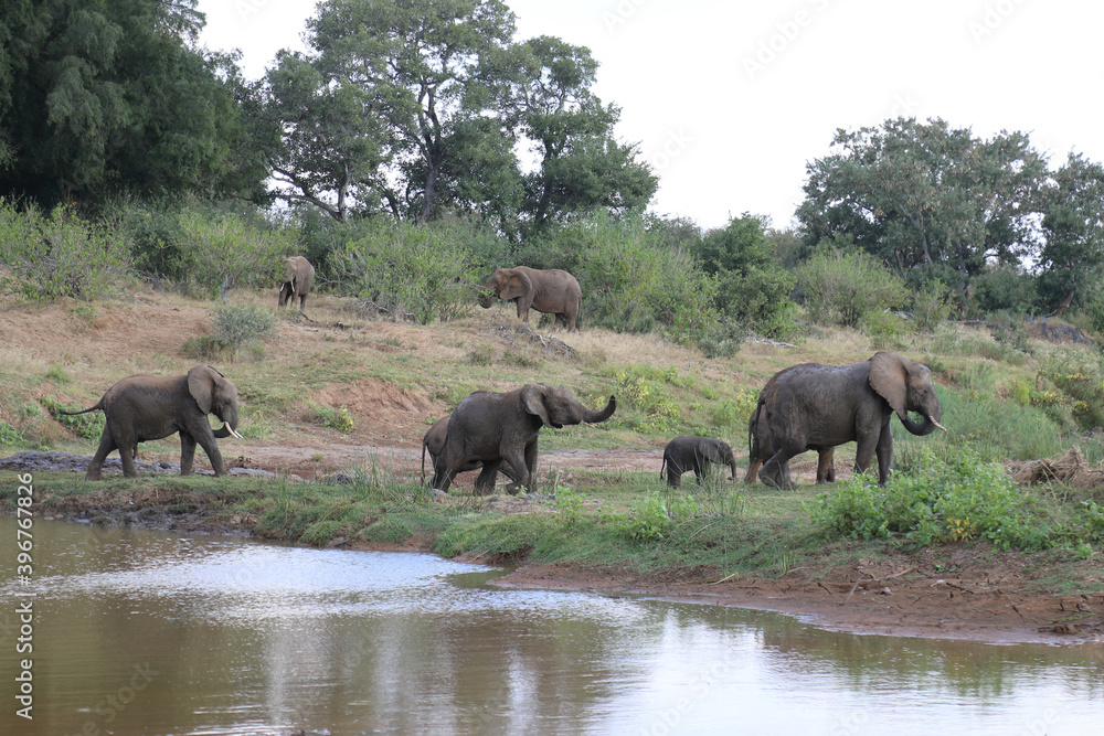 Afrikanischer Elefant am Olifants River / African elephant at Olifants River / Loxodonta africana. Afrikanischer Elefant am Olifants River / African elephant at Olifants River / Loxodonta africana.