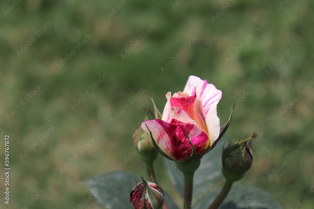 Close up view of hybrid Rose with yellow, orange, white and pink color with blurred background in a garden in Sichuan, China Close up view of hybrid Rose with yellow, orange, white and pink color with blurred background in a garden in Sichuan, China