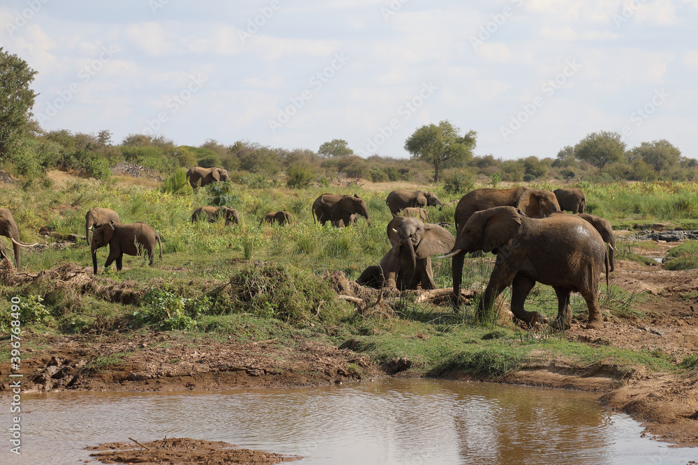Afrikanischer Elefant am Olifants River / African elephant at Olifants River / Loxodonta africana. Afrikanischer Elefant am Olifants River / African elephant at Olifants River / Loxodonta africana.