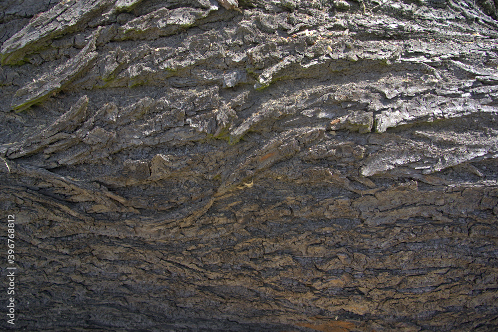 Wooden bark texture background