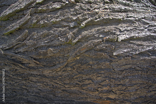 Obraz na płótnie Wooden bark texture background w salonie