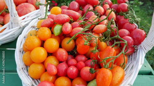 tomatoes in a basket