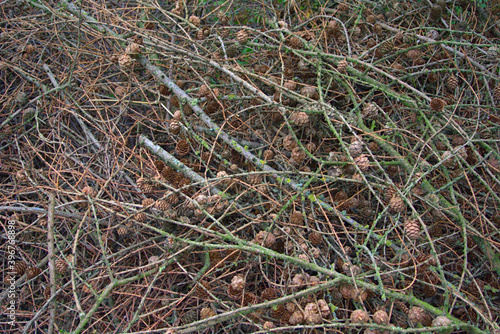 A background of dried twigs and acorns 