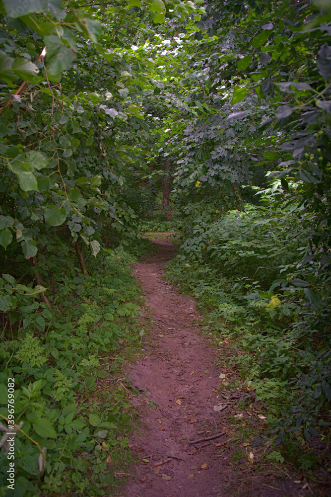 A mysterious dirt path going through a forest