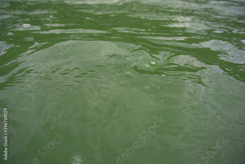 Obraz na płótnie A green lake's water texture w salonie