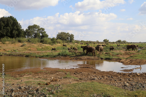 Afrikanischer Elefant im Olifants River / African elephant in Olifants River / Loxodonta africana.