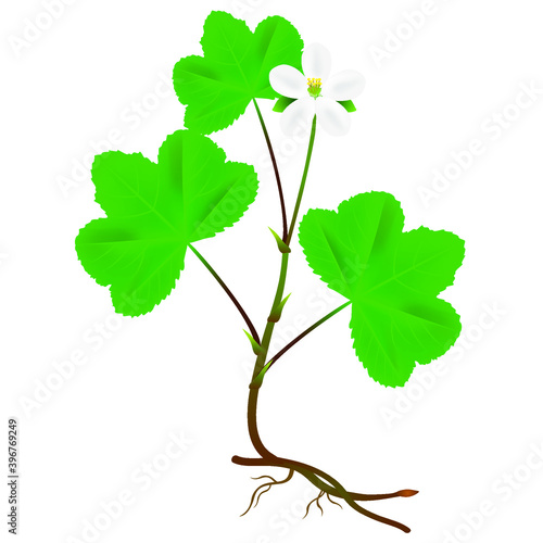 Blooming cloudberry plant isolated on white background.