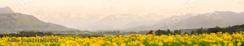 Yellow flowers meadow and beautiful view to snow covered mountains. Evening sunset light and alpenglow. Kempten, Bavaria, Alps, Allgau, Germany.