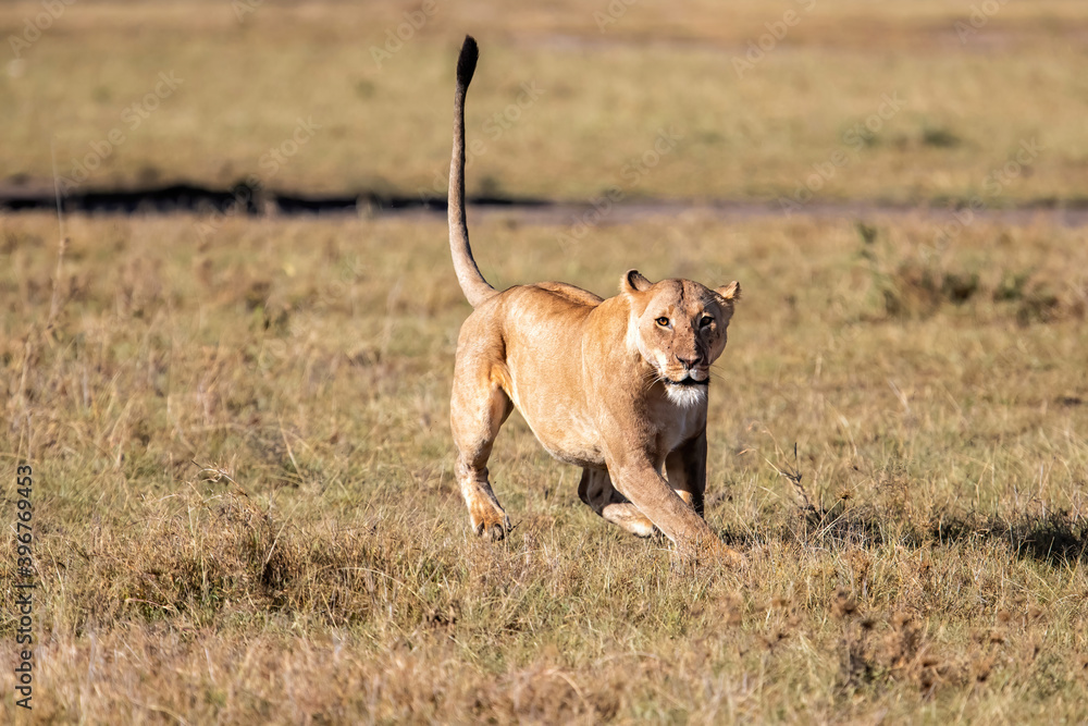 Lion hunting in the Masai Mara National Park in Kenya Lion hunting in the Masai Mara National Park in Kenya