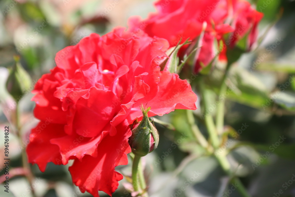Obraz premium Close up view of red rose in a garden with blurred background
