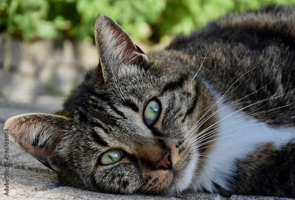 Chatte allongée avec yeux verts dans jardin. 