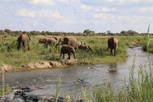 Afrikanischer Elefant am Olifants River / African elephant at Olifants River / Loxodonta africana.