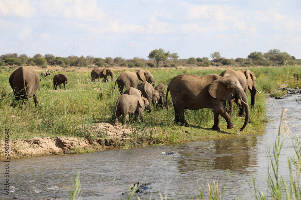 Fototapeta premium Afrikanischer Elefant am Olifants River / African elephant at Olifants River / Loxodonta africana.