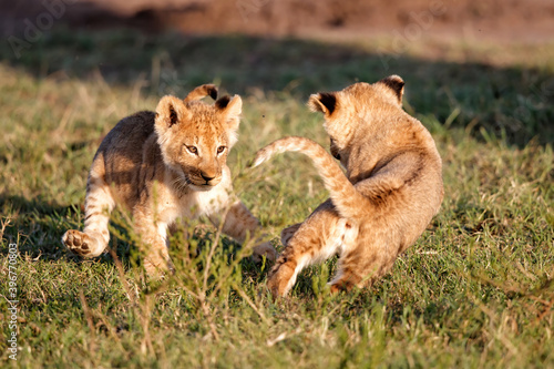 Lion cubs playing in the Masai Mara National Reserve in Kenya