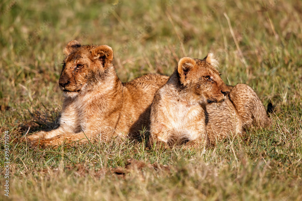 Lion cub discovers the world  in the Masai Mara National Park in Kenya