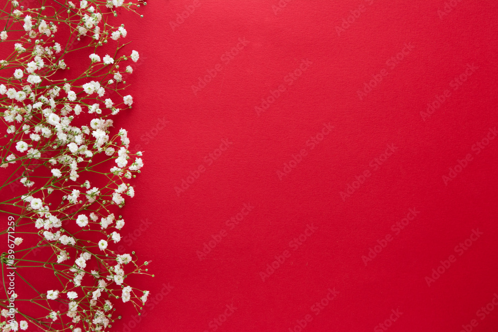 Gypsophila isolated on red background. Copy space. Gypsophila isolated on red background. Copy space.