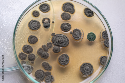 Penicillium, ascomycetous fungi are of major importance in the natural environment as well as food and drug production. 
 photo