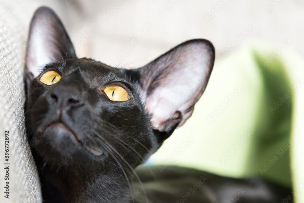 Purebred black oriental cat looking with yellow eyes