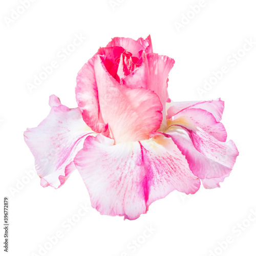 Pink red flower adenium obesum isolated on white background